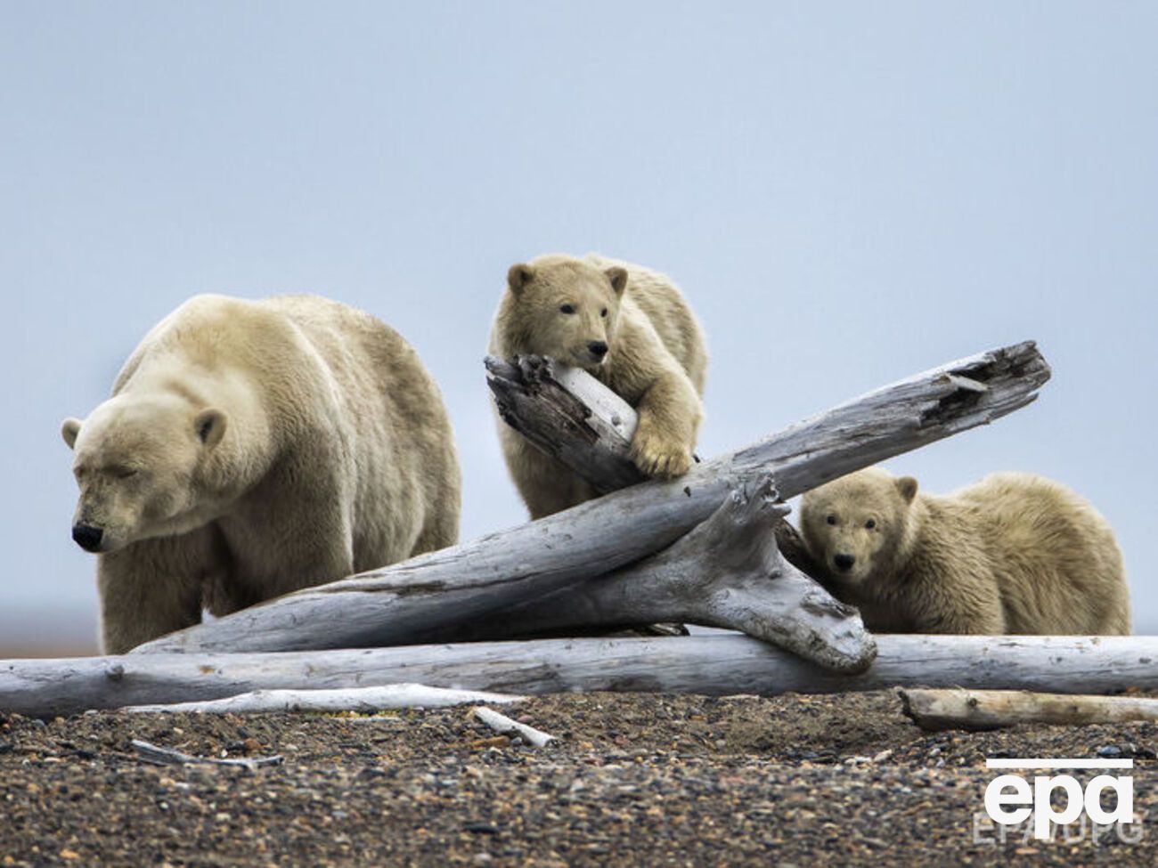 Медведи поселились вблизи чукотской деревни