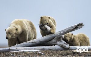 Медведи поселились вблизи чукотской деревни
