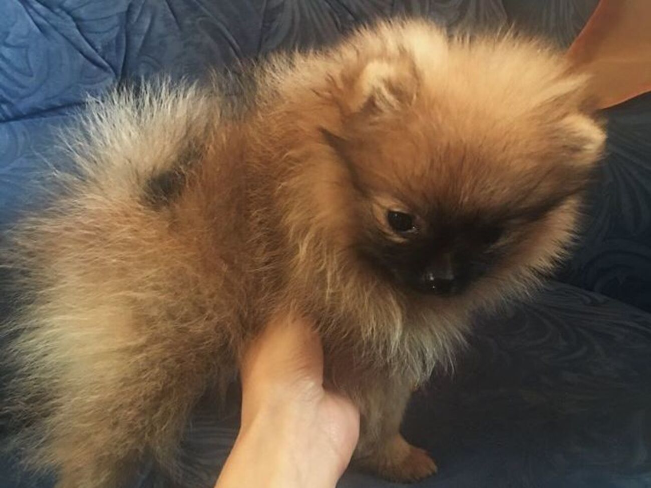 Торги по реализации щенков померанского шпица намечены на 6 октября