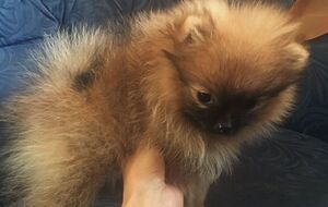 Торги по реализации щенков померанского шпица намечены на 6 октября