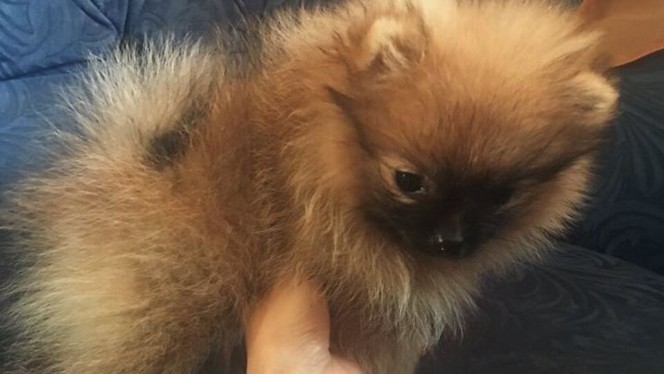 Торги по реализации щенков померанского шпица намечены на 6 октября