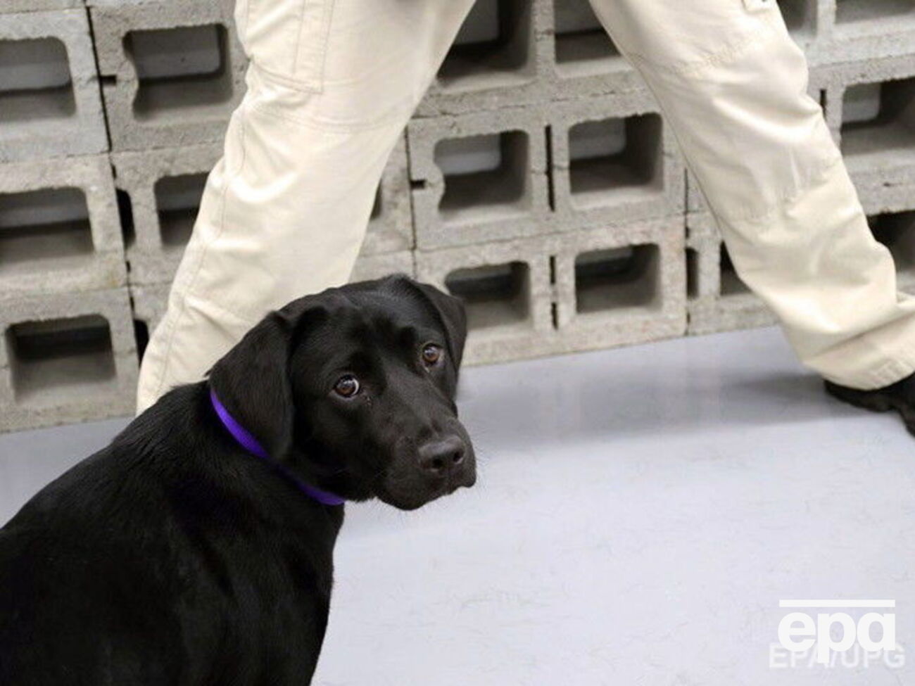 Лулу взял в семью кинолог, работавший с ней