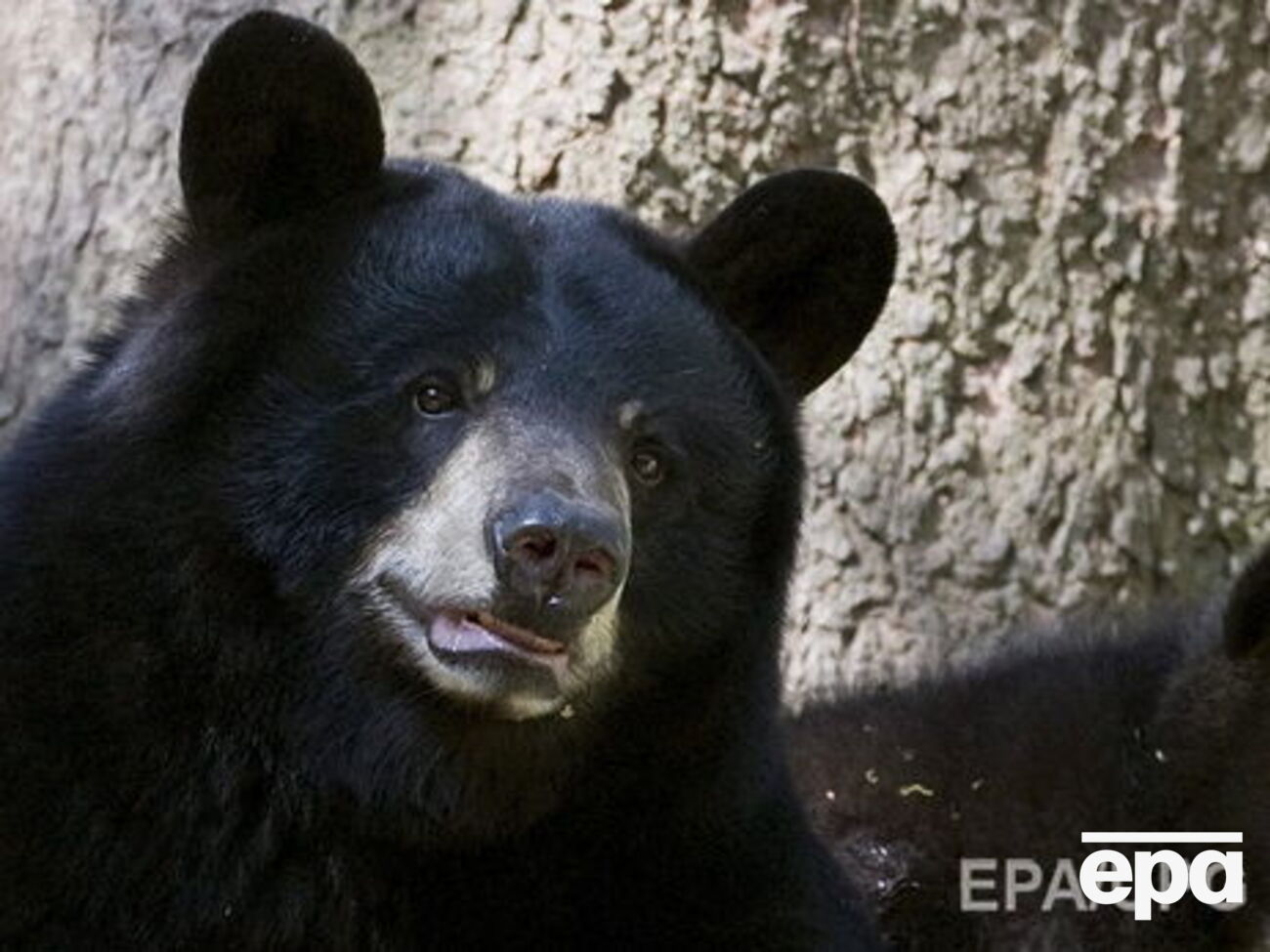 Люди, які побачили хижака на ринку, викликали поліцію, але поліцейські ведмедя не виявили
