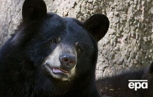 Люди, які побачили хижака на ринку, викликали поліцію, але поліцейські ведмедя не виявили