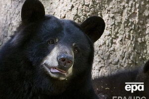 Люди, які побачили хижака на ринку, викликали поліцію, але поліцейські ведмедя не виявили