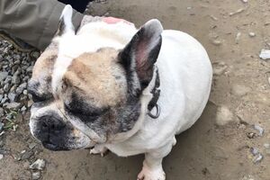 Местные жители сумели вернуть собаку