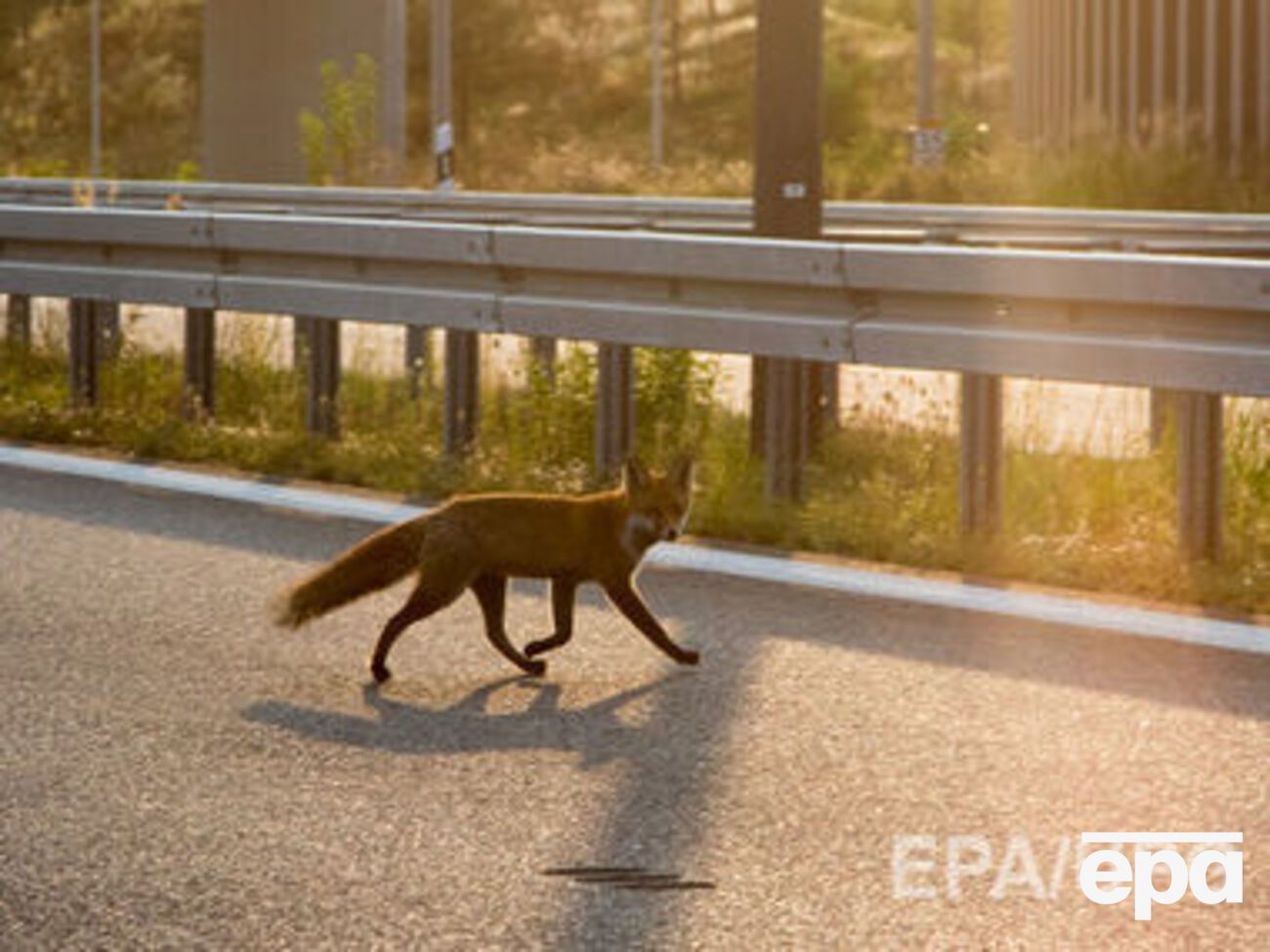 Заражена лисиця покусала домашнього кота