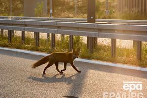 Заражена лисиця покусала домашнього кота