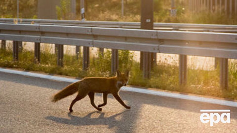 Заражена лисиця покусала домашнього кота