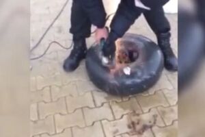 Українець намагався вивезти бурштин до Польщі