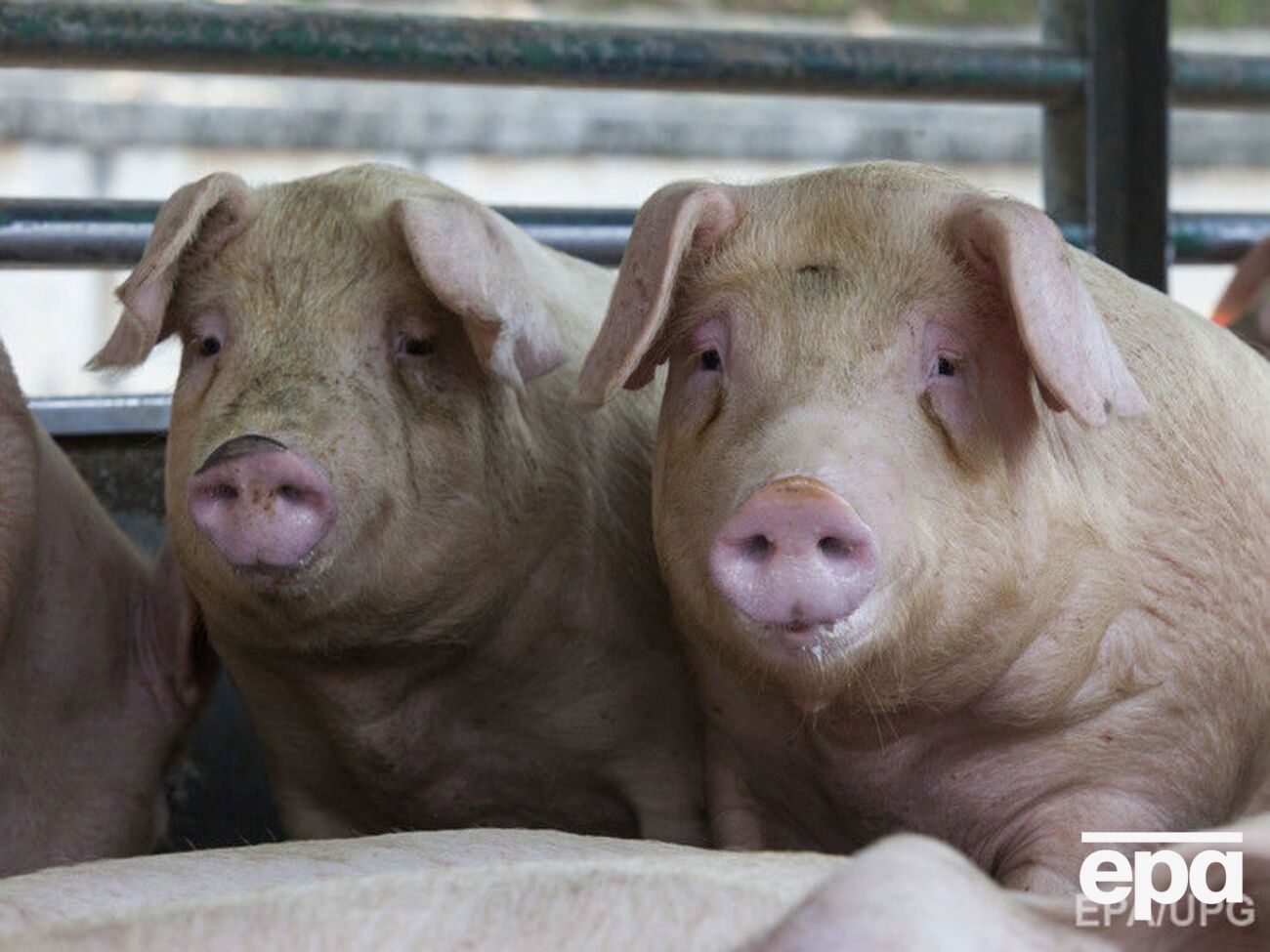 Росія заборонила імпорт живих свиней