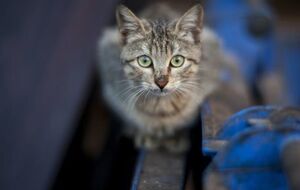 Женщина опубликовала видео с жестоким избиением кота