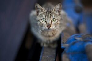 Жінка опублікувала відео з жорстоким побиттям кота