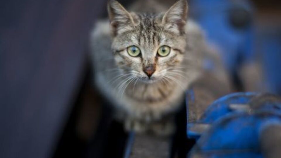 Жінка опублікувала відео з жорстоким побиттям кота