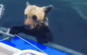 Спасатели подбадривали медвежонка: "Отдыхай, малой!"