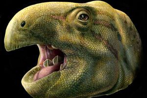 Ученые реконструировали череп рептилии