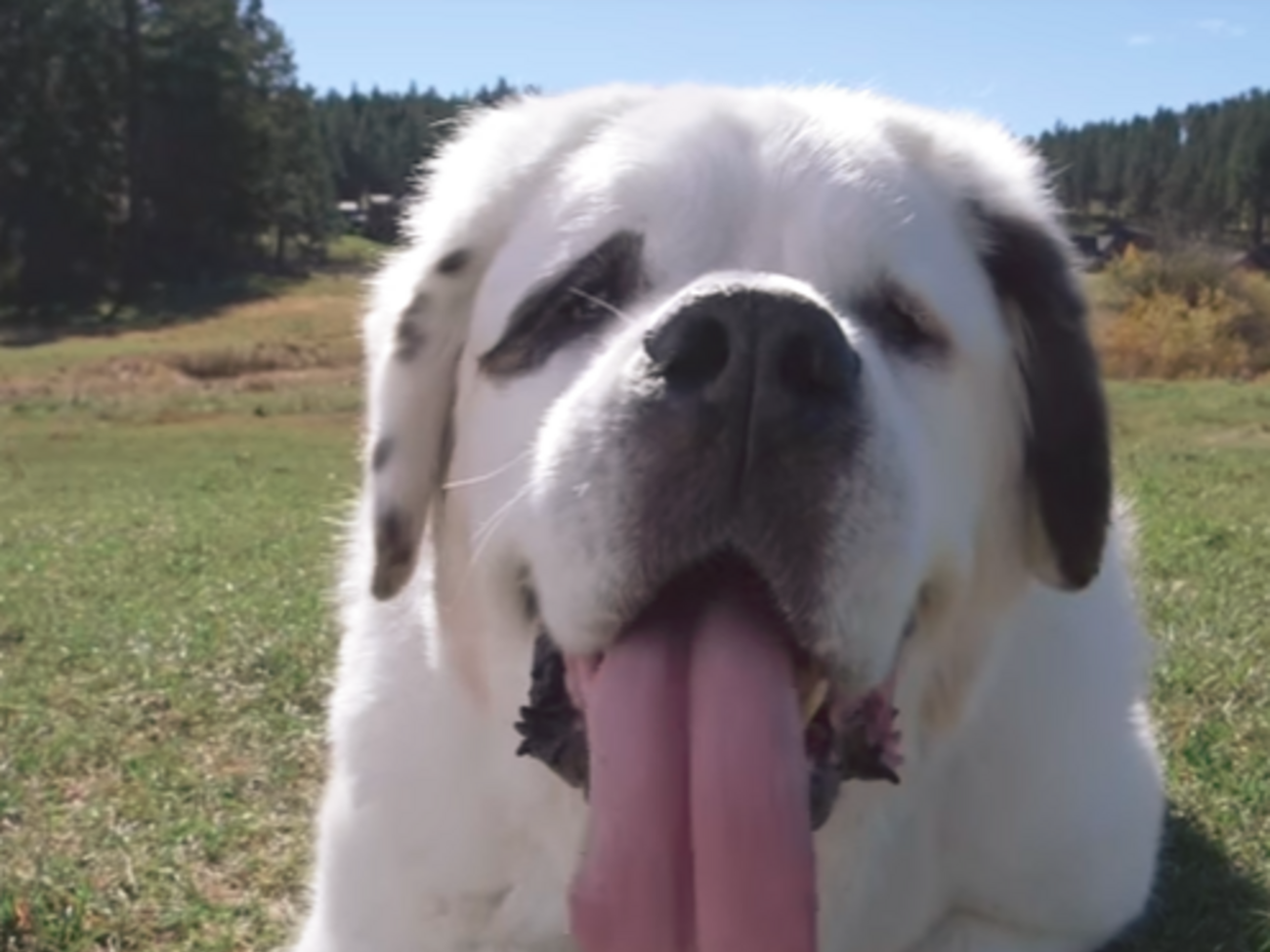 Сенбернар &ndash;&nbsp;обладательница самого длинного собачьего языка