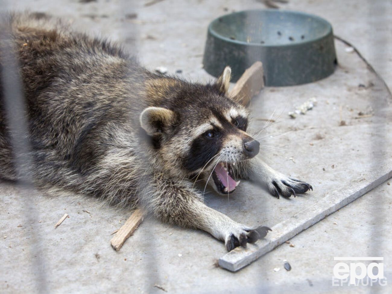 Єноти переймають погані звички людей, заявив директор цирку