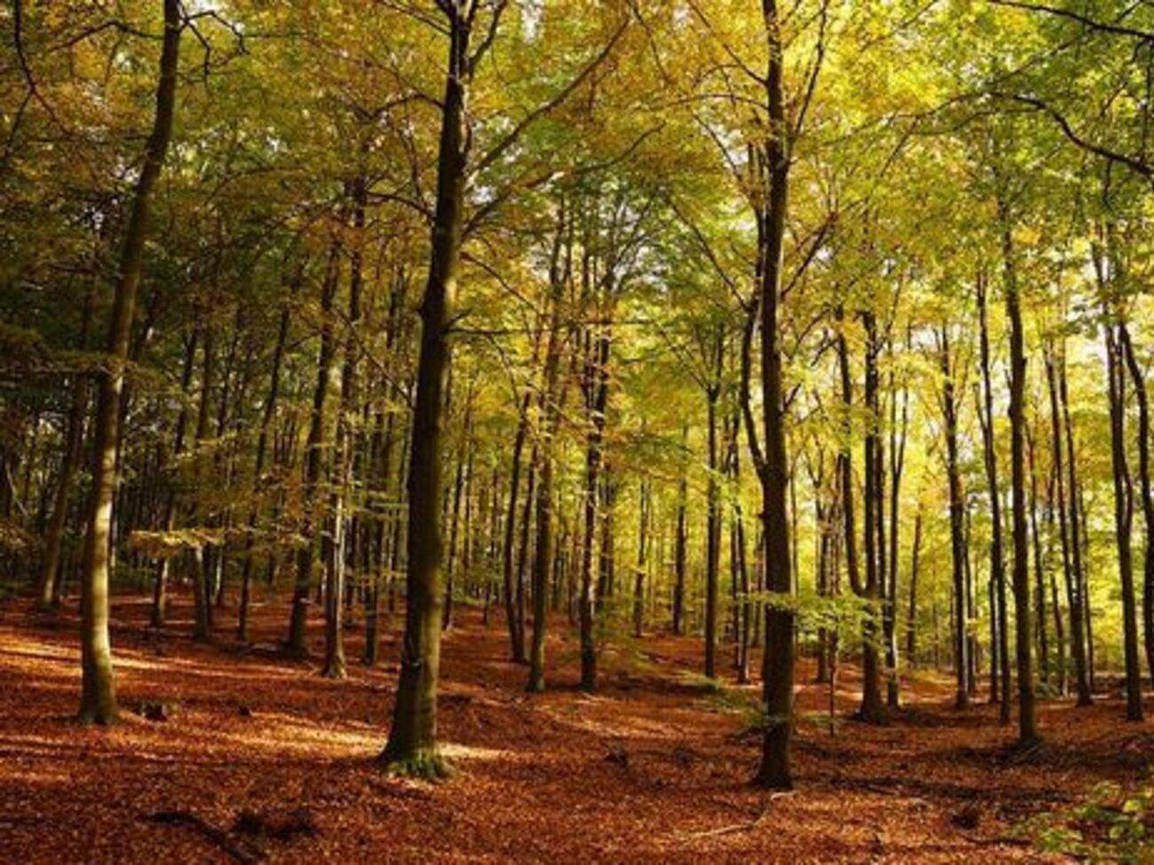 Теплее всего будет в Прикарпатье