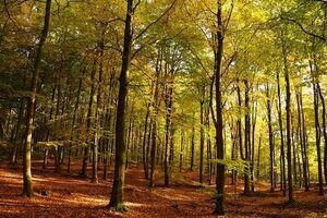 Найтепліше буде у Прикарпатті