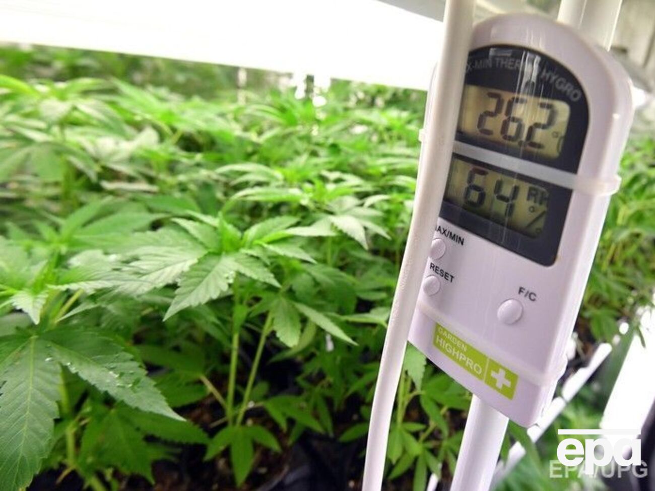 В Сумской области ожидают повышения мирового спроса на экологически чистые продукты из конопли