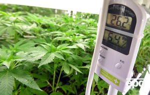 В Сумской области ожидают повышения мирового спроса на экологически чистые продукты из конопли