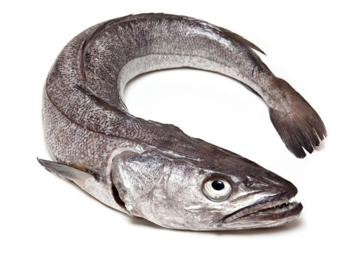 Россиян крайне заинтересовал хек