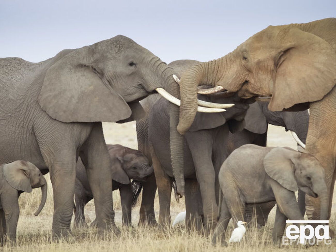 У США 2014 року заборонили експортувати спортивні мисливські трофеї з африканських слонів із Зімбабве