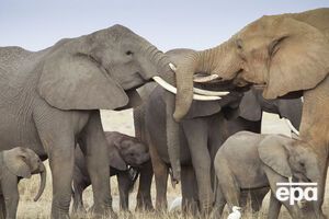 У США 2014 року заборонили експортувати спортивні мисливські трофеї з африканських слонів із Зімбабве