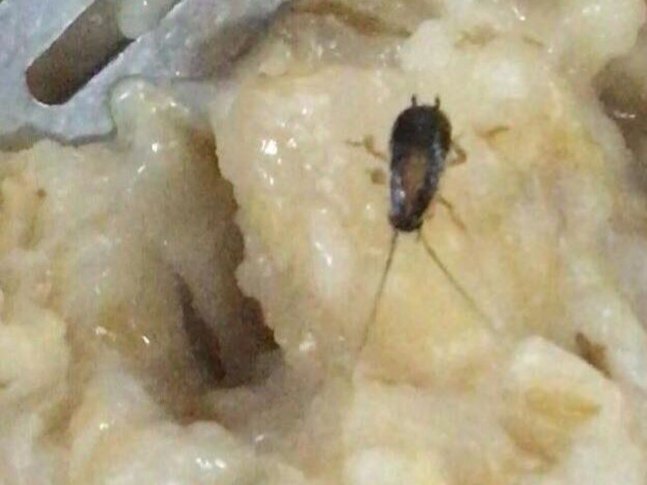 Курсанты ХНУВС&nbsp;пожаловались на тараканов в столовой