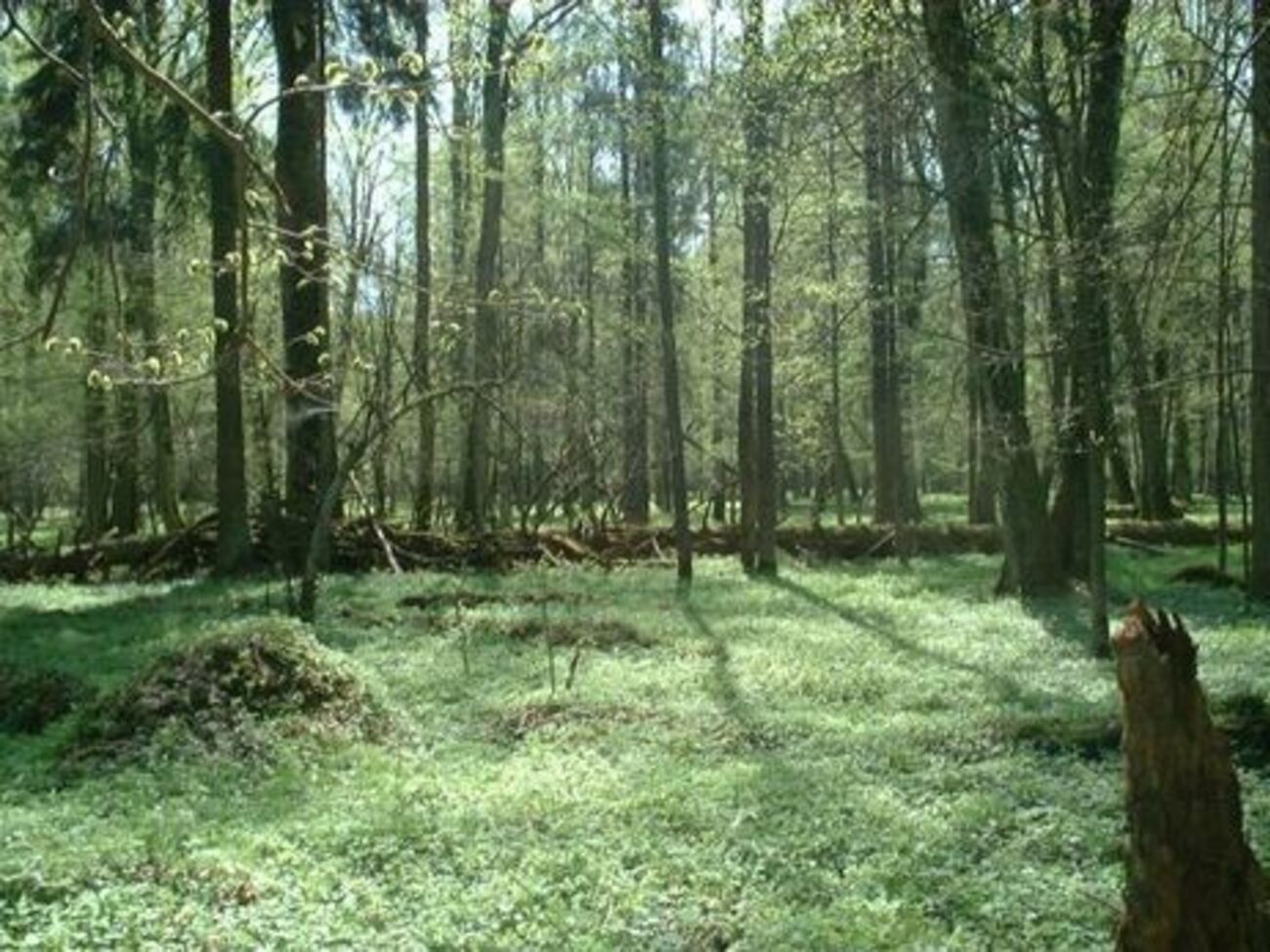 Польские власти объясняют вырубки борьбой с жуками-короедами