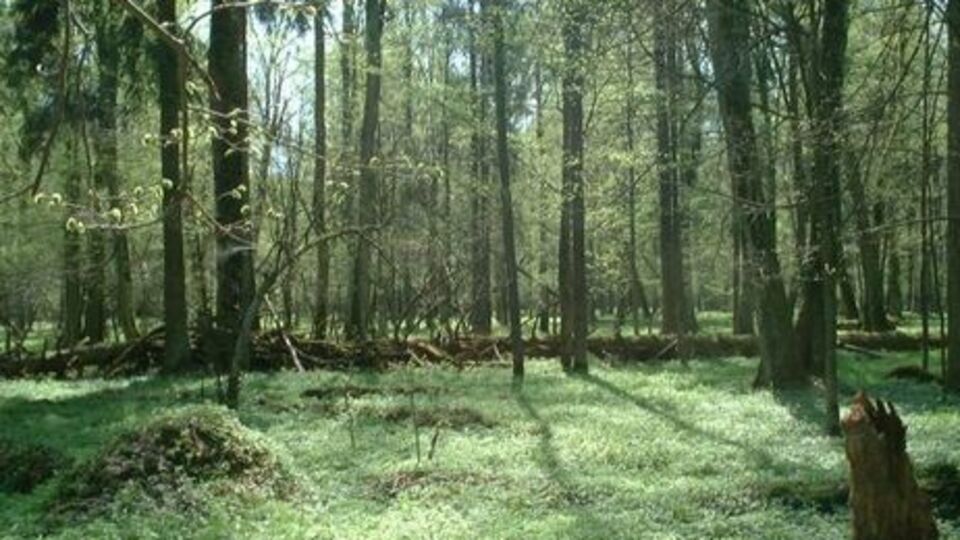 Польська влада пояснює вирубування боротьбою із жуками-короїдами