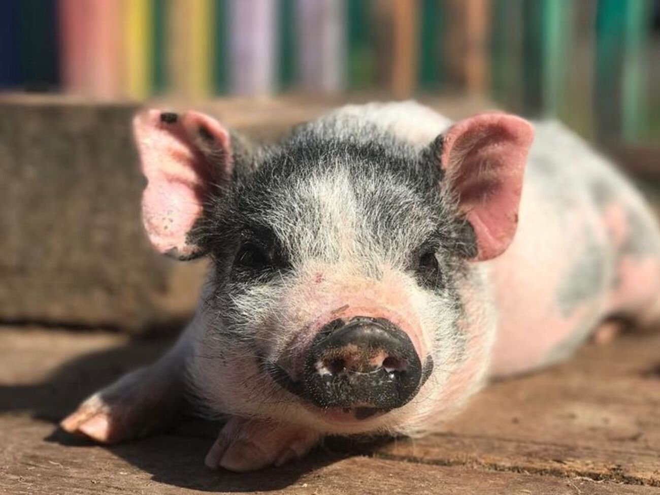 Під час інциденту постраждало порося
