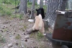Кот испугал медведя
