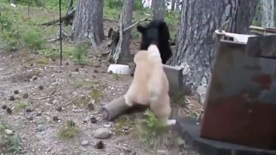 Кіт налякав ведмедя