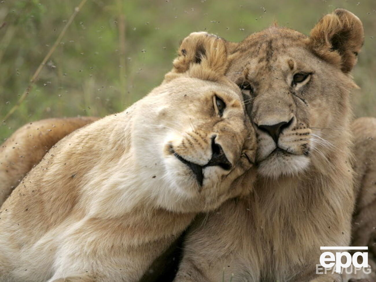 Кенійський чиновник упевнений, що гомосексуальність львів могли навчити люди
