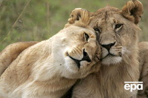 Кенійський чиновник упевнений, що гомосексуальність львів могли навчити люди