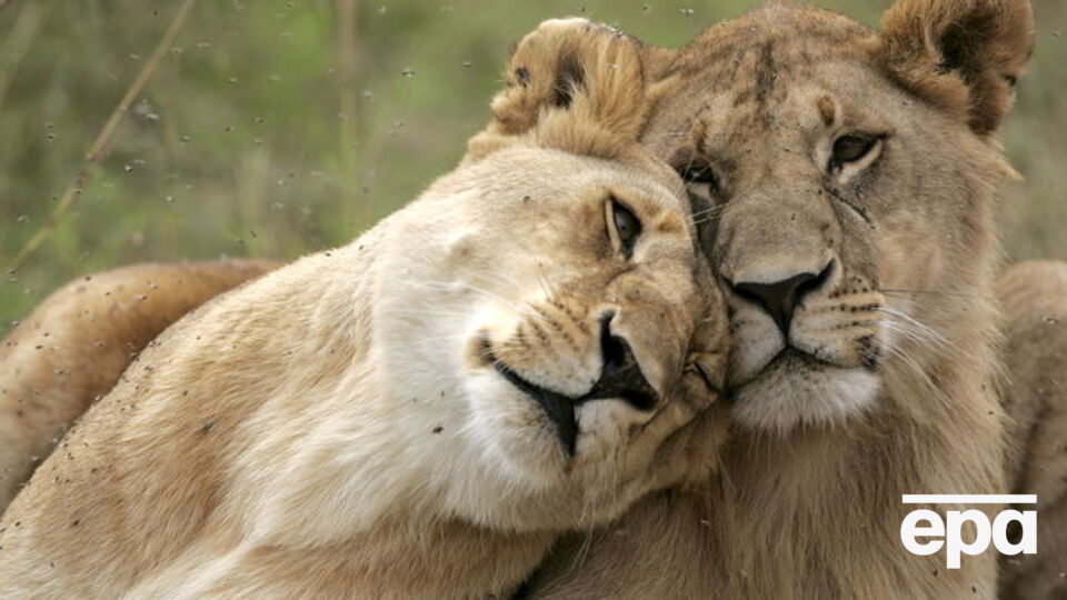 Кенійський чиновник упевнений, що гомосексуальність львів могли навчити люди