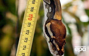 Полиция изъяла змею