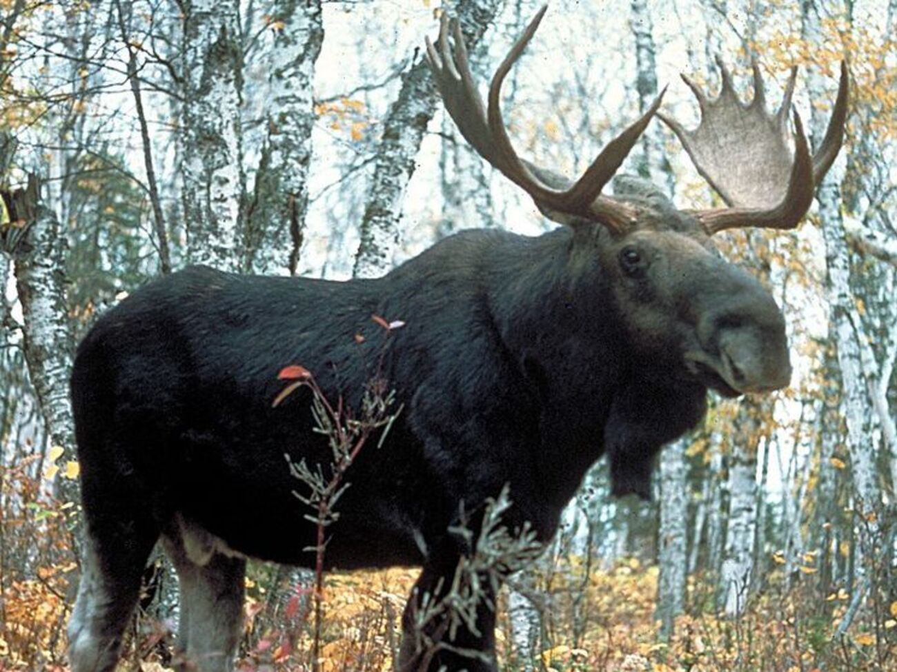 Причиною знищення популяції лосів в Україні є полювання