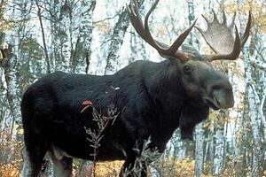 Причиною знищення популяції лосів в Україні є полювання