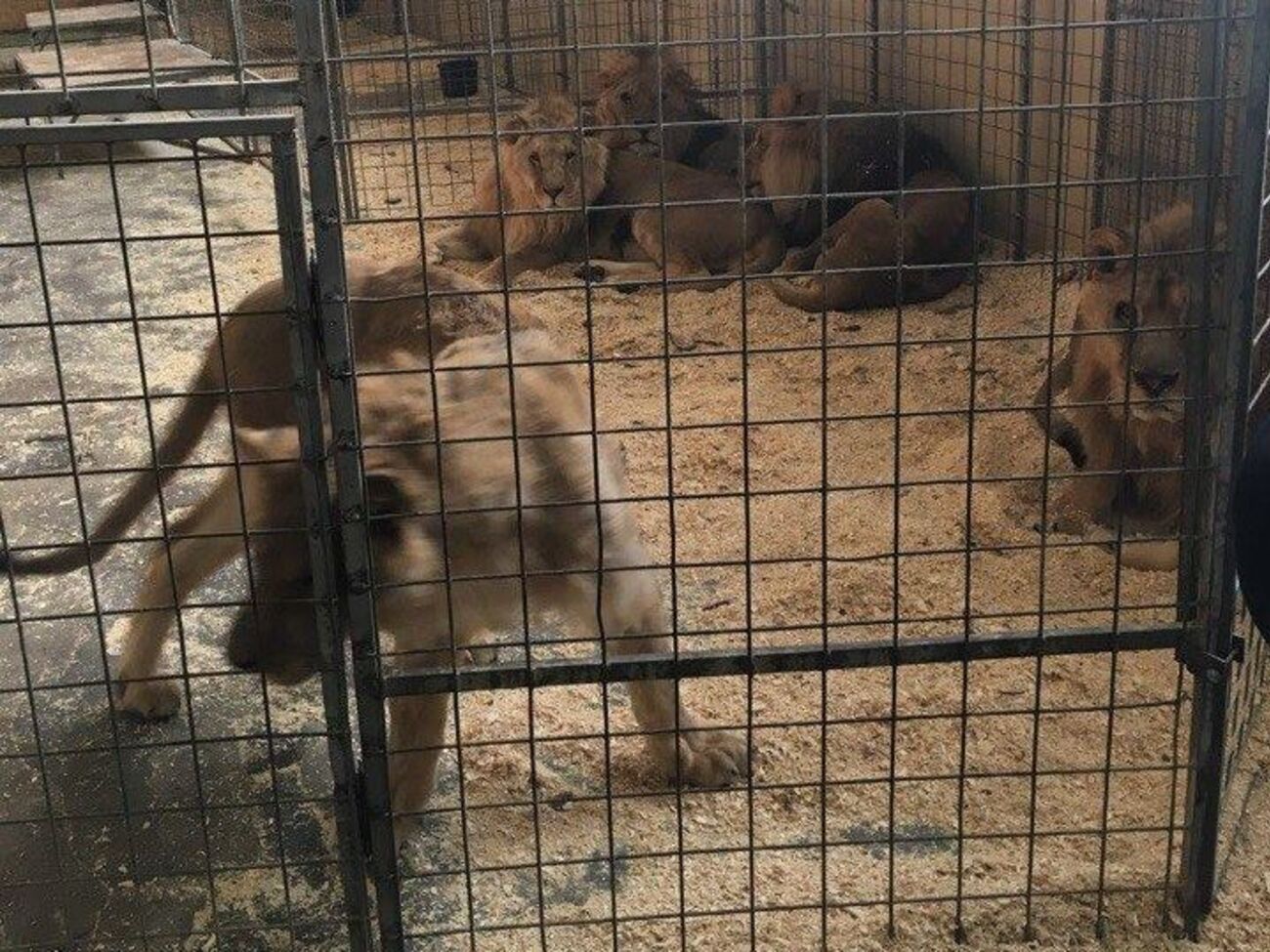 Зоозащитники сообщили о смерти льва в цирке