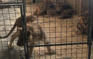 Зоозащитники сообщили о смерти льва в цирке