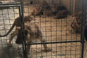 Зоозащитники сообщили о смерти льва в цирке