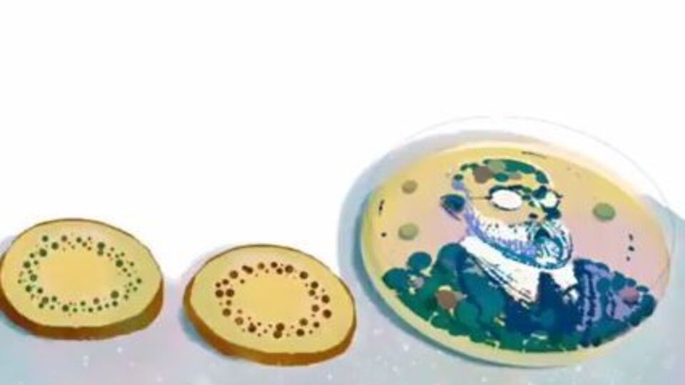 На дудлі Google зображено кружечки картоплі, на один із яких нанесено портрет Коха