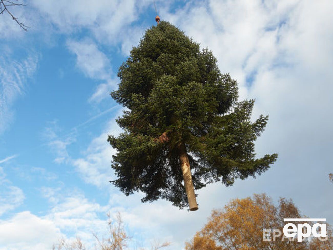 Средняя цена елки в Украине будет составлять 60 грн за погонный метр