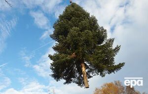 Средняя цена елки в Украине будет составлять 60 грн за погонный метр