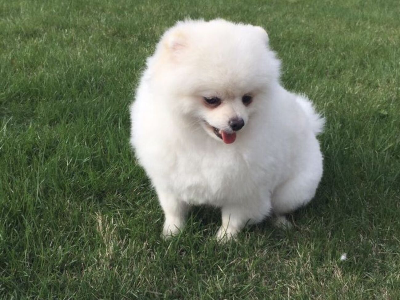 НАПК составило протокол на замначальника управления Нацполиции за подаренную собаку породы померанский шпиц