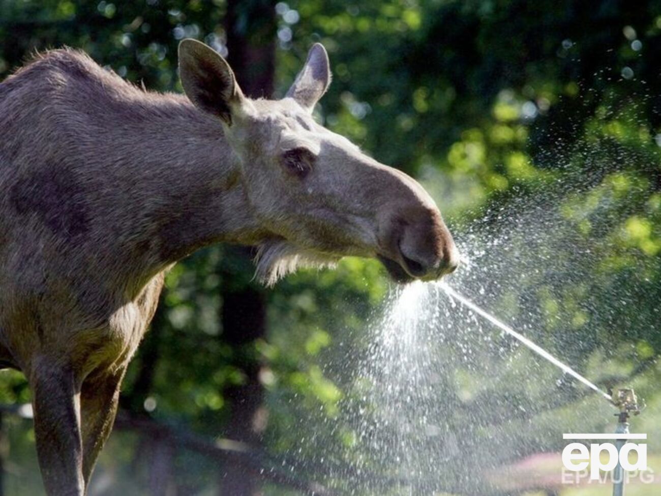 Лося занесено до Червоної книги
