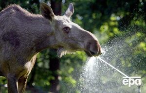 Лось внесен в Красную книгу
